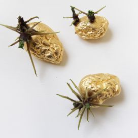 Pomme de terre